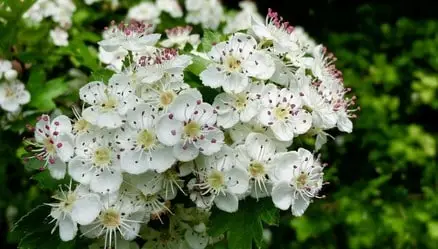 Bealtaine - online ceremony